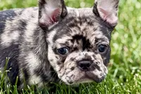 Upton, a male French Bulldog for sale in Sturgis, MI – 2 of 10
