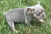 Eddie, a male French Bulldog for sale in Sturgis, MI – 2 of 9