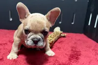 Lacy, a  French Bulldog for sale in Sturgis, MI – 4 of 10