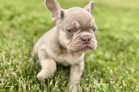 Milo, a male French Bulldog for sale in Sturgis, MI – 6 of 10