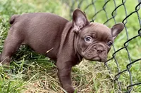 Clarabelle, a female French Bulldog for sale in Sturgis, MI – 8 of 10