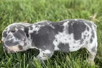 Breezy , a female French Bulldog for sale in Sturgis, MI – 10 of 10