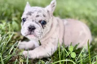 Gummy, a male French Bulldog for sale in Sturgis, MI – 10 of 10