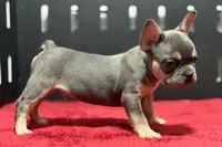 Zilo, a male French Bulldog for sale in Sturgis, MI – 7 of 9