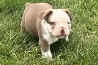 Gunner, a male French Bulldog for sale in Sturgis, MI – 2 of 10