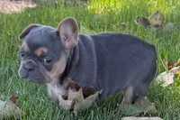 Kelly, a female French Bulldog for sale in Sturgis, MI – 2 of 10