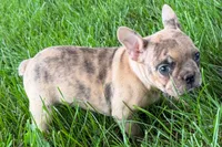 Velma , a female Frenchton for sale in Sturgis, MI – 4 of 8