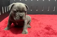 Lionel, a  French Bulldog for sale in Sturgis, MI – 5 of 10