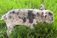 Vera, a female Frenchton for sale in Sturgis, MI – 5 of 6