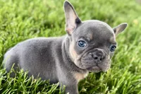Bonnie, a female French Bulldog for sale in Sturgis, MI – 7 of 9