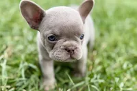 Cash, a male French Bulldog for sale in Sturgis, MI – 2 of 9