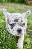 Gummy, a male French Bulldog for sale in Sturgis, MI – 9 of 10