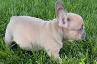 Peanut, a male French Bulldog for sale in Sturgis, MI – 2 of 10