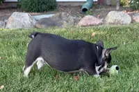 Marshall, a male French Bulldog for sale in Sturgis, MI – 4 of 10