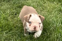 Gunner, a male French Bulldog for sale in Sturgis, MI – 8 of 10