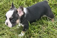 Frizzle, a female French Bulldog for sale in Sturgis, MI – 5 of 9