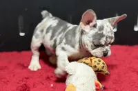 Zink, a female French Bulldog for sale in Sturgis, MI – 7 of 10