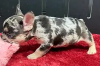 Zippy , a male French Bulldog for sale in Sturgis, MI – 3 of 6