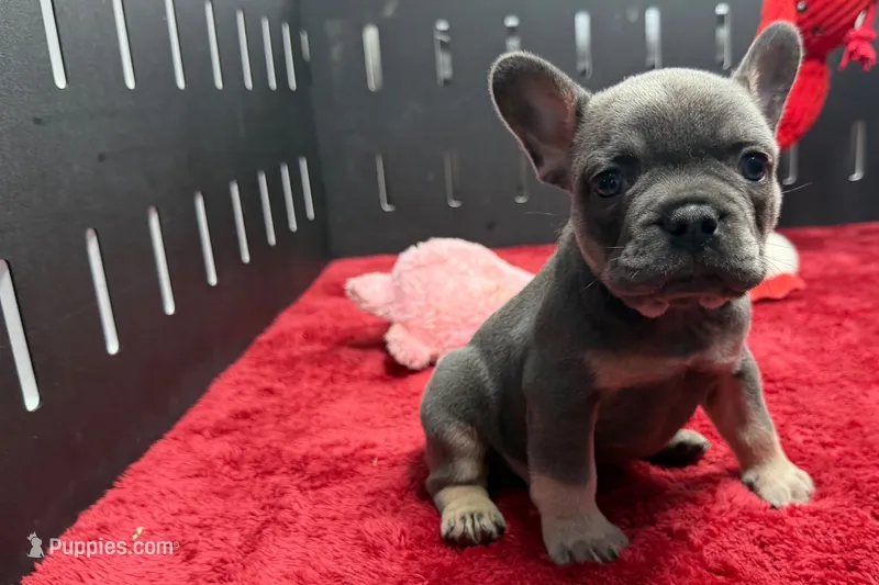 Xander – French Bulldog puppy for sale in Sturgis, MI