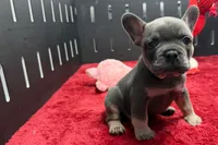Xander, a male French Bulldog for sale in Sturgis, MI – 1 of 10