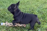 Pearl, a female French Bulldog for sale in Sturgis, MI – 2 of 10