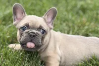 Usher, a male French Bulldog for sale in Sturgis, MI – 9 of 9