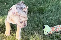 Kara, a female French Bulldog for sale in Sturgis, MI – 4 of 10
