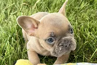 Bailey, a female French Bulldog for sale in Sturgis, MI – 3 of 9