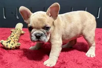 Lacy, a  French Bulldog for sale in Sturgis, MI – 9 of 10