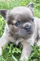 Samson, a male French Bulldog for sale in Sturgis, MI – 2 of 10
