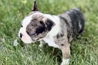 Rebel, a male Frenchton for sale in Sturgis, MI – 2 of 10