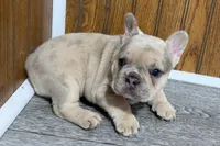 Roseie, a female French Bulldog for sale in Sturgis, MI – 4 of 10