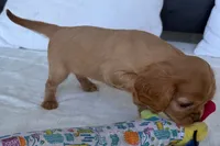 Sadie , a female Cavalier King Charles Spaniel for sale in Sturgis, MI – 5 of 10
