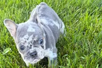 Rita, a female French Bulldog for sale in Sturgis, MI – 5 of 9
