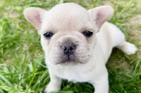 Skye , a female French Bulldog for sale in Sturgis, MI – 9 of 9
