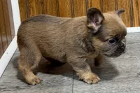 Ruby, a female French Bulldog for sale in Sturgis, MI – 2 of 9