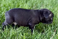 Quincy, a male Frenchton for sale in Sturgis, MI – 7 of 10