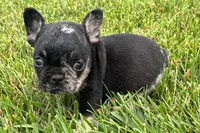 Koda, a male French Bulldog for sale in Sturgis, MI – 5 of 7