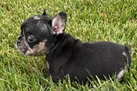 Koda, a male French Bulldog for sale in Sturgis, MI – 4 of 7