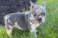 Rita, a female French Bulldog for sale in Sturgis, MI – 3 of 9