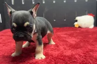 Zion , a male French Bulldog for sale in Sturgis, MI – 2 of 10