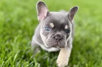 Denver, a male French Bulldog for sale in Sturgis, MI – 9 of 10