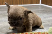 Ruby, a female French Bulldog for sale in Sturgis, MI – 4 of 9
