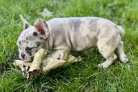 Gizmo, a male French Bulldog for sale in Sturgis, MI – 6 of 9