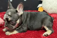 Zack , a male French Bulldog for sale in Sturgis, MI – 7 of 9