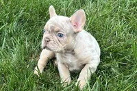 Eeyore, a male French Bulldog for sale in Sturgis, MI – 2 of 10