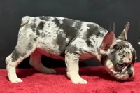 Zippy , a male French Bulldog for sale in Sturgis, MI – 5 of 10