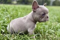 Cash, a male French Bulldog for sale in Sturgis, MI – 5 of 9