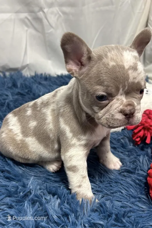 Indie – Boston Terrier, French Bulldog puppy for sale in Sturgis, MI