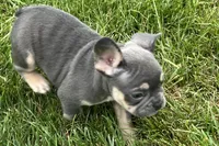 Echo, a male French Bulldog for sale in Sturgis, MI – 1 of 10